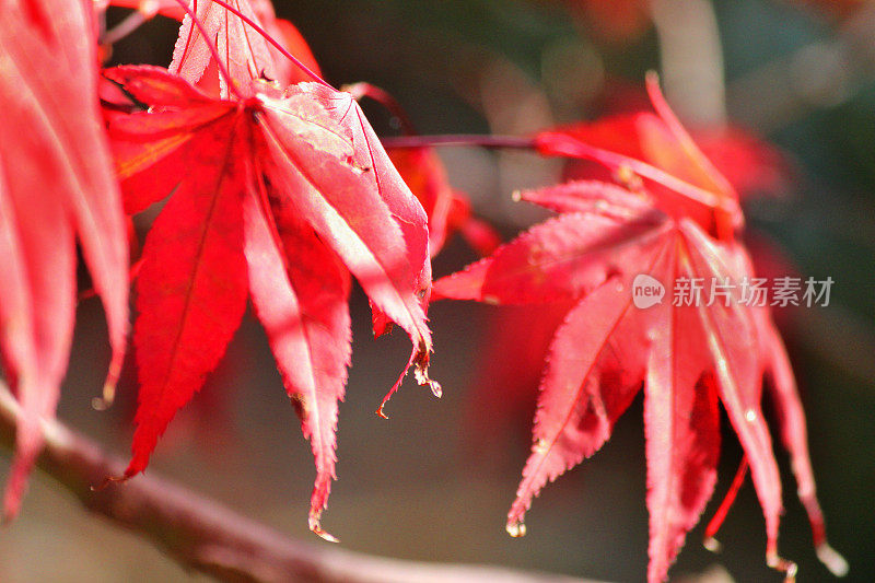 日本枫树/秋天(大阪枫)，红色的秋叶